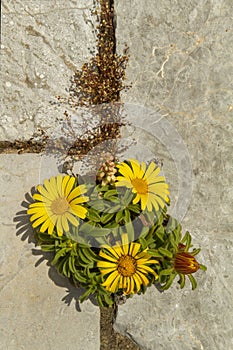 Bush of wild yellow gerberas housed