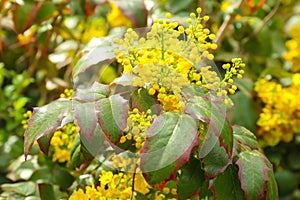 Bush with yellow blossoms