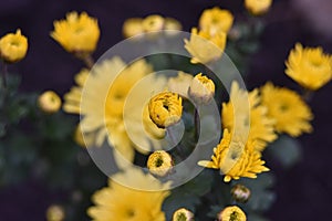 Bush of a yellow chrysanthemum with flowers and buds