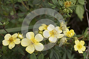 Bush yellow cinquefoil