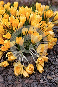 A bush of yellow crocuses blooms in the garden in spring.Thickening of planting plants. Garden maintenance