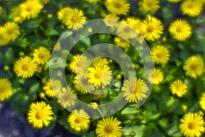 Bush yellow daisies doronikum on the garden bed. The photo was taken on a soft lens. Blurring art