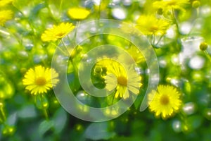 Bush yellow daisies doronikum on the garden bed. The photo was taken on a soft lens. Blurring art