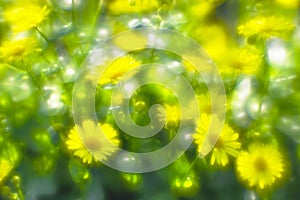 Bush yellow daisies doronikum on the garden bed. The photo was taken on a soft lens. Blurring art