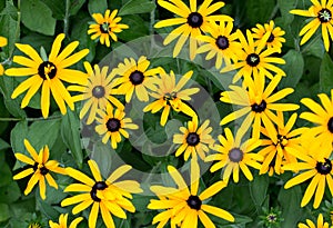 Bush of yellow daisy flowers outdoors