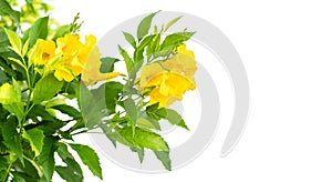 Bush of Yellow elder, Trumpetbush or Trumpet Flower on the branch isolated on white