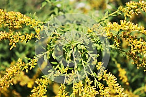 Bush of yellow flowers in the field in summer.