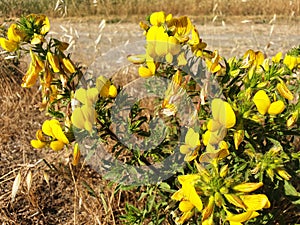 A bush of yellow flowers lotus  medicago, genista or hippocrepis