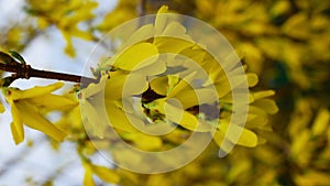 A bush with yellow flowers sways in the wind against a blue sky. Vertical video.