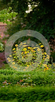 A bush of yellow gloriosa daisy flowers growing in a lush green garden. Wild overgrown backyard with delicate flowering
