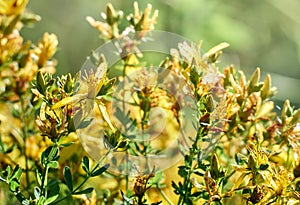 Bush of yellow Hypericum perforatum.