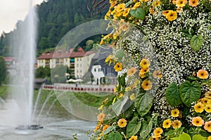 Bush of Yellow Petunias in LaÅ¡ko