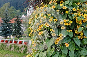 Bush of Yellow Petunias in LaÅ¡ko