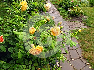 Bush of yellow rose with drops of water after rain next to garden stone path.