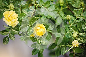 Bush of yellow roses with disease on leaves in vegetable garden