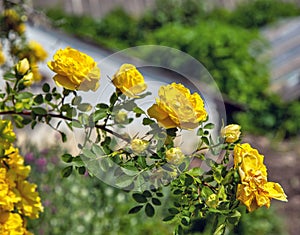 bush of yellow roses in the garden