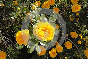 Bush with yellow roses. A large rosehip with yellow flowers.