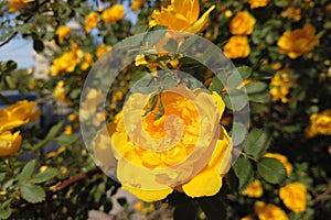 Bush with yellow roses. A large rosehip with yellow flowers.