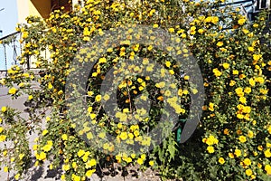 Bush with yellow roses. A large rosehip with yellow flowers.