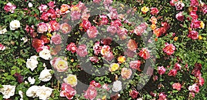 Bush of yellow, white, pink, red roses photo