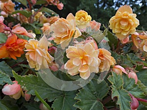 Bush of yellowish pink roses with blured flowers and green leaves on background