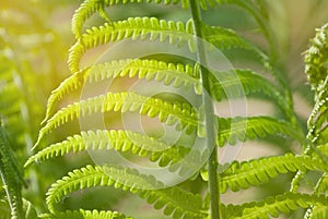 A bush of a young beautiful green fern in the gentle rays of spring sunlight close-up