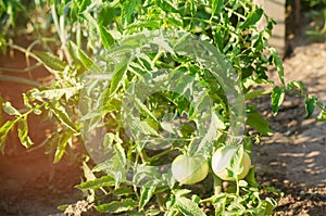 Bush young green tomato growing on branches. farming, agriculture, vegetables, eco-friendly agricultural products, agroindustry, c