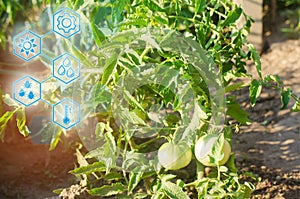 Bush young green tomato growing on branches. farming, agriculture, vegetables, eco-friendly agricultural products, agroindustry, I