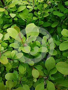 A Bush of young yellow-green barberry