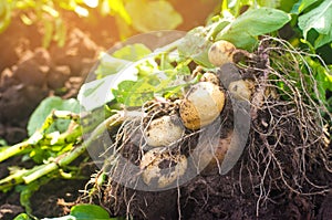 a bush of young yellow potatoes, harvesting, fresh vegetables, agro-culture, farming, close-up, good harvest, detox, vegetarian