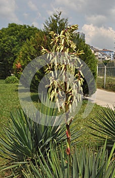 Bush, yucca grows on the lawn in the southern city