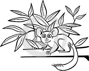 Bushbaby on a Branch