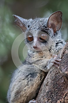 Bushbaby posing on a branch