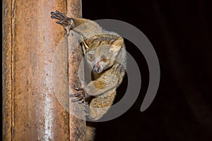 Bushbaby, Senegal Galago, Meru National Park, Kenya