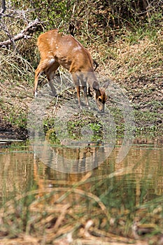 Bushbuck photo