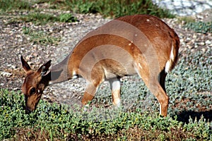 Bushbuck