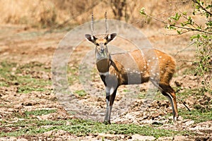 Bushbuck photo