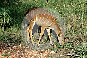 Bushbuck