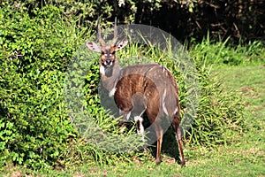 Bushbuck