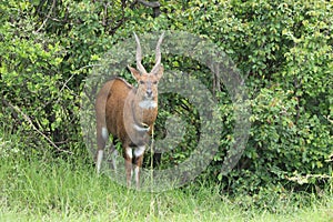 Bushbuck in the african savannah.