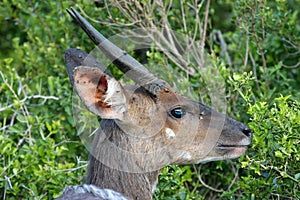 Bushbuck Antelope photo