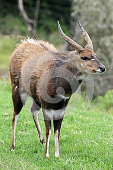 Bushbuck Antelope