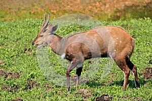 Bushbuck antelope