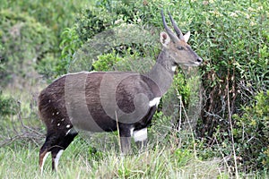 Bushbuck Antelope