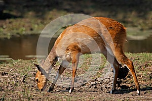 Bushbuck antelope photo