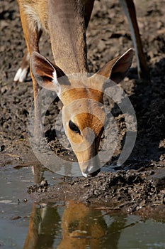 Bushbuck antelope photo