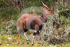 Bushbuck antelope. The beauty in the wild. Kenya, Aberdare.