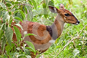 Bushbuck antelope with fly around his head