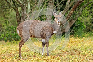 Bushbuck antelope in natural habitat