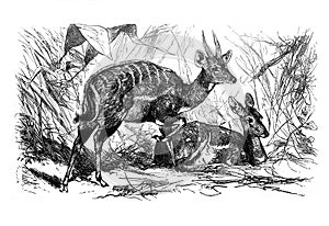 Bushbuck antelope Tragelaphus scriptus/ Antique engraved illustration from Brockhaus Konversations-Lexikon 1908